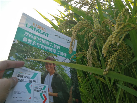 葉面肥，磷酸二氫鉀