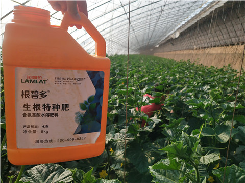 根碧多，菌劑，安碧解