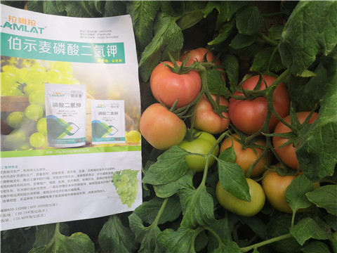 葉面肥，磷酸二氫鉀，鈣肥