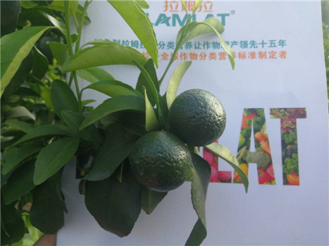 菌劑，水溶肥，