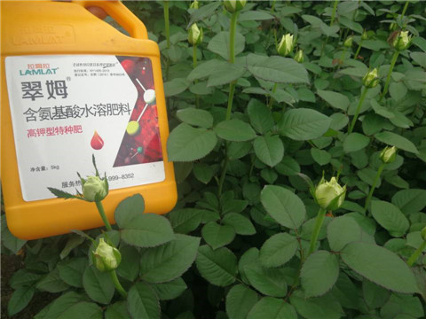 水溶肥 水溶肥