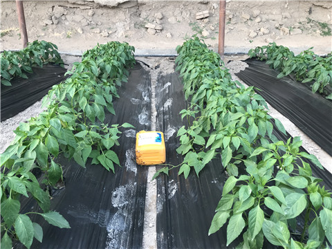 生根劑，根碧多