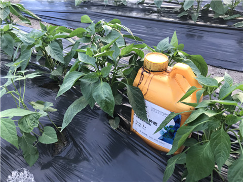 生根劑，根碧多