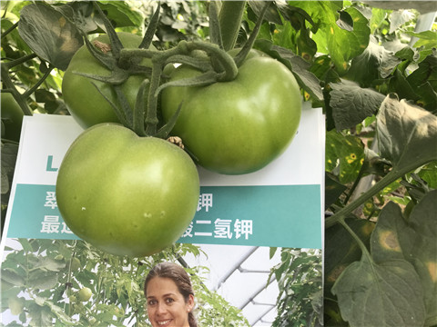 沖施肥，鈣肥