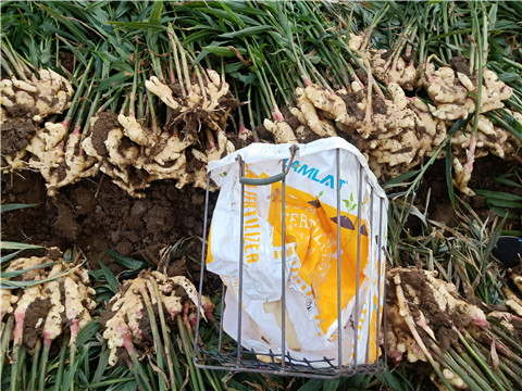 水溶肥，拉姆拉，翠姆