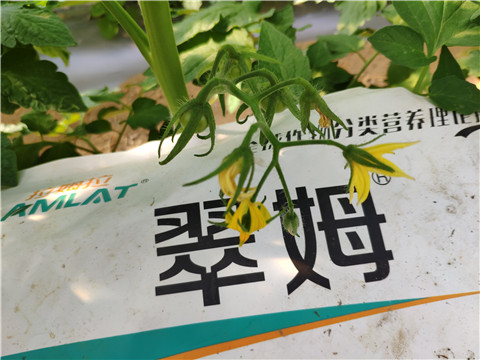 菌劑，拉姆拉