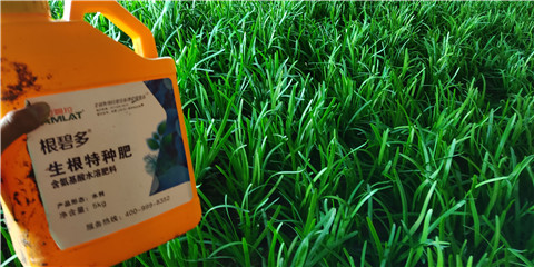 根碧多，拉姆拉