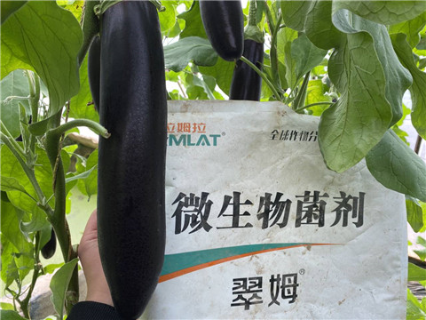 微生物菌劑，拉姆拉