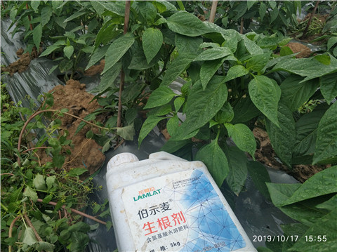 生根劑，伯示麥