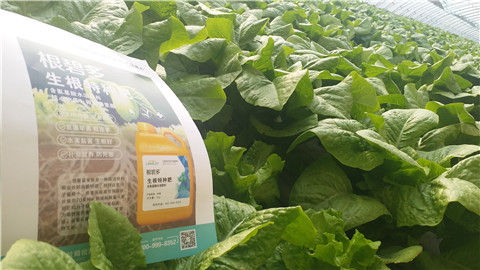 生根劑，翠姆