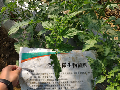 微生物菌劑 ，拉姆拉翠姆