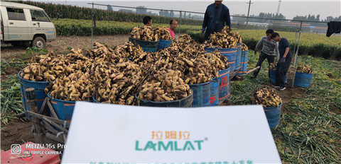 微生物菌劑，拉姆拉