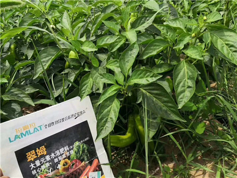 根碧多，拉姆拉