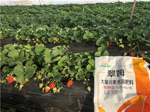 水溶肥，葉面肥，根碧多