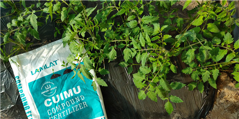 磷酸二氫鉀，鈣肥，水溶肥