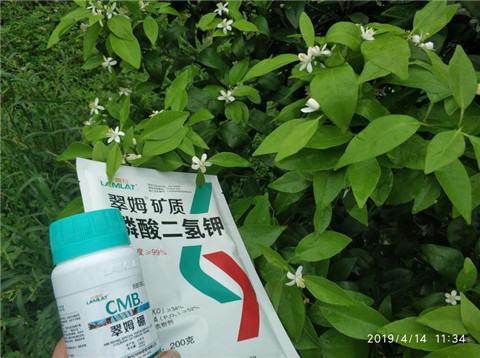 水溶肥，根碧多