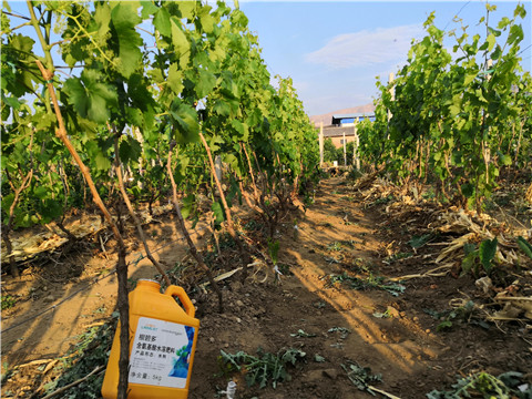 生根劑，微生物菌劑