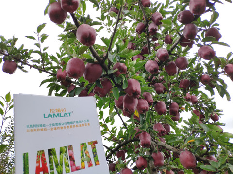 水溶肥 拉姆拉，翠姆