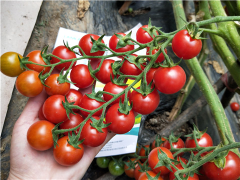 磷酸二氫鉀，鈣肥，根碧多