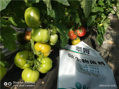 微生物菌劑，根碧多，磷酸二氫鉀