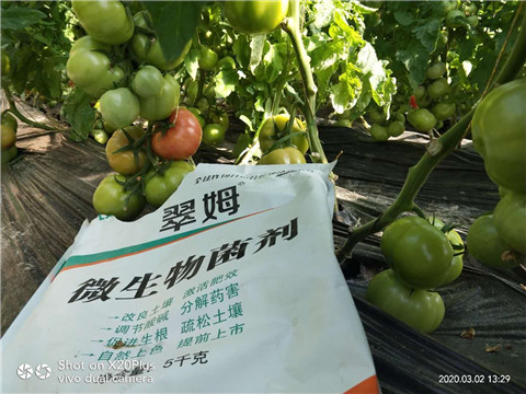 微生物菌劑，根碧多，磷酸二氫鉀