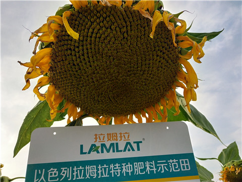 微生物菌劑，根碧多