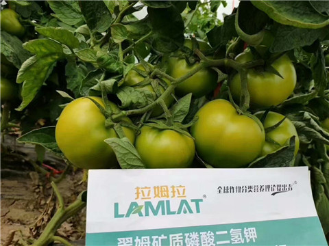 磷酸二氫鉀，鈣肥，水溶肥