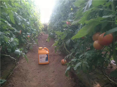 根碧多，微生物菌劑