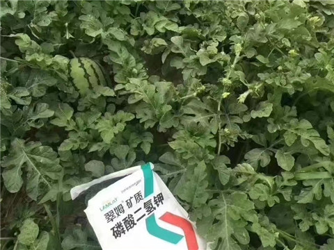 磷酸二氫鉀，硼肥，沖施肥