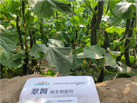 微生物菌劑，根碧多，水溶肥