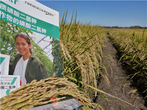 葉面肥，磷酸二氫鉀，安碧解