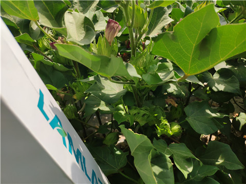 魚蛋白水溶肥，拉姆拉，翠姆