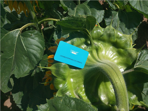 水溶肥 ，葉面肥，伯示麥