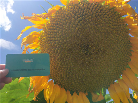 水溶肥 ，葉面肥，伯示麥