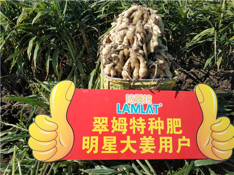 微生物菌劑，拉姆拉