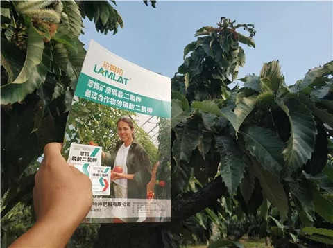 葉面肥，硼肥，磷酸二氫鉀