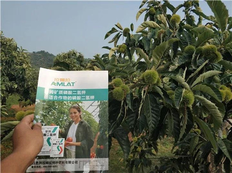 葉面肥，硼肥，磷酸二氫鉀