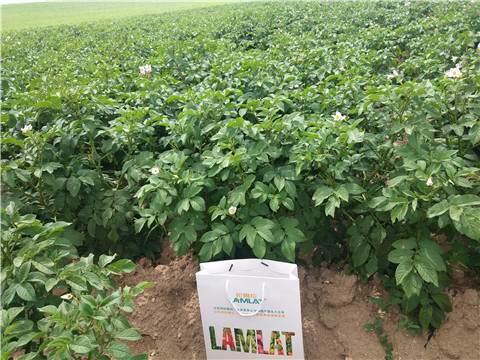 沖施肥，水溶肥，伯示麥