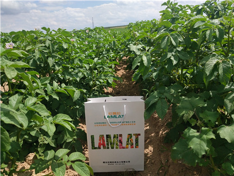 沖施肥，水溶肥，伯示麥