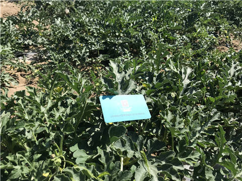 微生物菌劑，磷酸二氫鉀