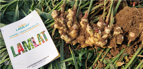 水溶肥，大姜，拉姆拉