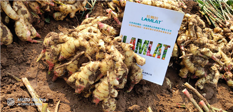 水溶肥，大姜，拉姆拉