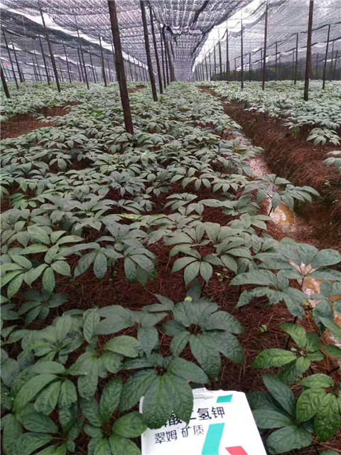 磷酸二氫鉀，安碧解，