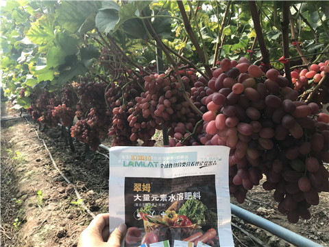 水溶肥，拉姆拉