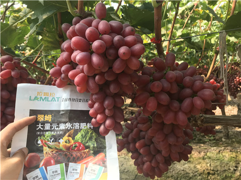 水溶肥，拉姆拉