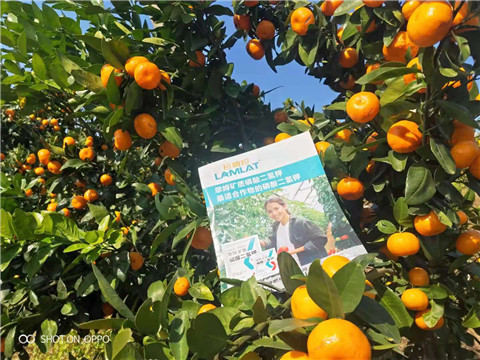 磷酸二氫鉀，硼肥，拉姆拉