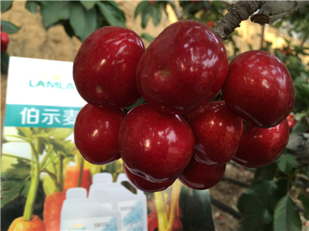 生根劑，微生物菌劑，拉姆拉，伯示麥