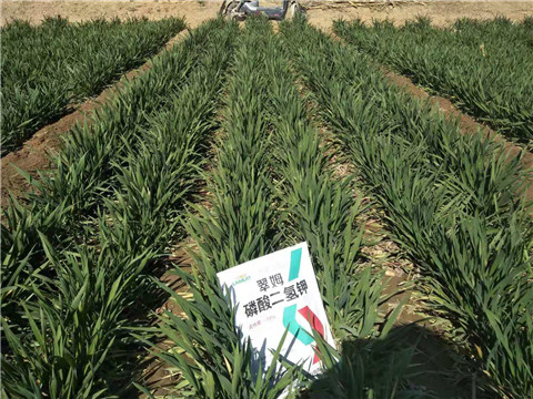 磷酸二氫鉀，葉面肥，拉姆拉