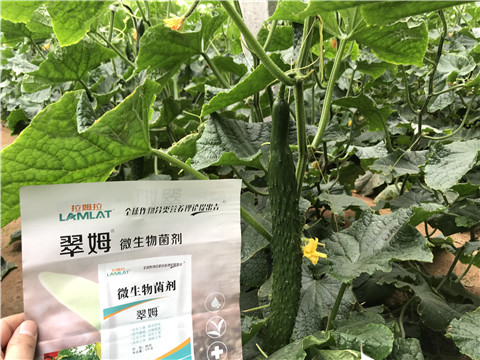 微生物菌劑，水溶肥，拉姆拉
