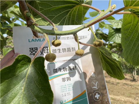 微生物菌劑，拉姆拉